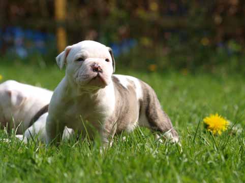 american bulldog pup